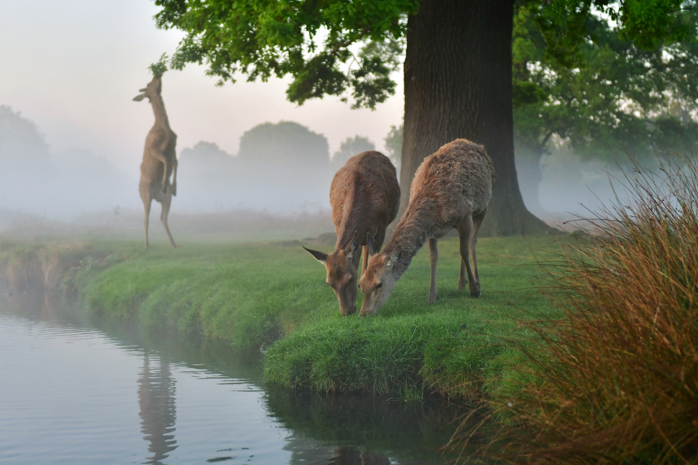 Deer in Bushy Park The Royal Parks